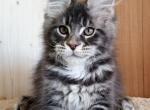 Leo - Maine Coon Kitten For Sale - Gurnee, IL, US