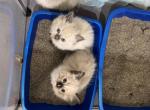 Blue - Ragdoll Kitten For Sale - Fort Lee, NJ, US