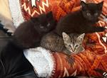 Sisters for Adoption - American Shorthair Kitten For Sale - Santa Ana, CA, US