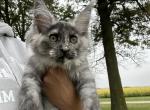 Midnight - Maine Coon Kitten For Sale - Kansas City, MO, US