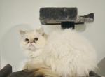 Flame point Persian sisters - Persian Cat For Sale - York, PA, US