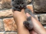 greyson - British Shorthair Kitten For Sale - 