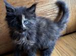 CFA Registered Tortie Maine Coon - Maine Coon Kitten For Sale - Marshalltown, IA, US