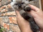 Lana - British Shorthair Kitten For Sale - 