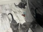 Russian Blue Kittens Litter 3 - Russian Blue Kitten For Sale - 