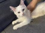 Thalia - Ragdoll Kitten For Sale - Calabasas, CA, US