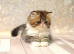 Anton - Persian Kitten For Sale - 