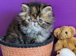 Lola - Persian Kitten For Sale - Pembroke Pines, FL, US