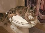 Sophie - Maine Coon Cat For Adoption - Jacksonville, FL, US