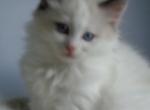 bicolor male - Ragdoll Kitten For Sale - Townsend, MA, US