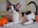 Jenny - Devon Rex Kitten For Sale - Norwalk, CT, US