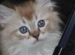 Lynks MINK female - Ragdoll Kitten For Sale - Townsend, MA, US