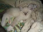 Lynk's point male - Ragdoll Kitten For Sale - 