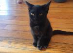 BEANS - Domestic Kitten For Sale - 