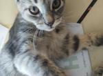 LOLLI - Domestic Kitten For Sale - 