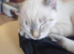 TINKERS - Domestic Kitten For Sale - 