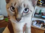 TINKERS - Domestic Kitten For Sale - Atlantic City, NJ, US