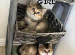 Scottish Straight Baby Boy & Girl - Scottish Straight Kitten For Sale - 