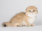 Sabotin - Munchkin Kitten For Sale - Norwalk, CT, US