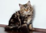 Onika - Siberian Kitten For Sale - Norwalk, CT, US