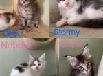 Novas Litter - Maine Coon Kitten For Sale - Plainfield, NJ, US