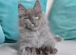 Jenaro Polydactyl - Maine Coon Kitten For Sale - Hollywood, FL, US