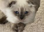 Sequim Crocus - Scottish Fold Kitten For Sale - 