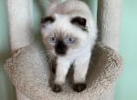 Sequim Rosie - Scottish Fold Kitten For Sale - 