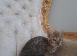 Mallie - Bengal Kitten For Sale - IL, US