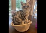 Xara - Scottish Straight Kitten For Sale - 