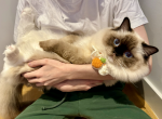 Seal Mitted Ragdoll Kitten Lovebug - Ragdoll Cat For Sale - New York, NY, US