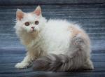 Naomi - Selkirk Rex Kitten For Sale - Pembroke Pines, FL, US