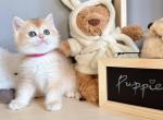 Little Pinky - British Shorthair Kitten For Sale - Fontana, CA, US