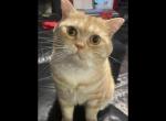 Tyrion - Scottish Straight Cat For Sale - 