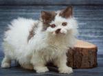 Lucas - Selkirk Rex Kitten For Sale - Pembroke Pines, FL, US