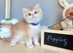 Little Purple - British Shorthair Kitten For Sale - Fontana, CA, US