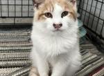 Half Maine Coon - Maine Coon Kitten For Sale - Cameron, MO, US