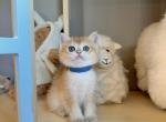 Little blue - British Shorthair Kitten For Sale - Fontana, CA, US