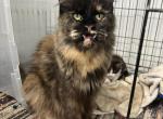 Blue Mist Wild Naana - Maine Coon Cat For Sale - Cameron, MO, US