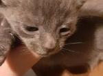 Russian b - Russian Blue Kitten For Sale - 