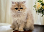 Longhair - British Shorthair Kitten For Sale - Reisterstown, MD, US