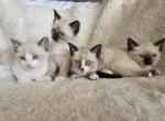 Meow Time Cattery - Siamese Kitten For Sale - FL, US