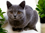 April - British Shorthair Kitten For Sale - 