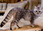 March - British Shorthair Kitten For Sale - 