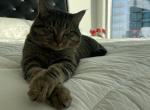 Olive - Domestic Cat For Adoption - Houston, TX, US