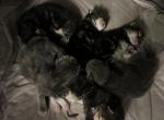 September - Maine Coon Kitten For Sale - South Windsor, CT, US