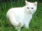 White - British Shorthair Cat For Sale - Reisterstown, MD, US