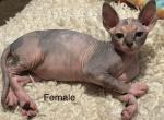 Beautiful sphynx kittens - Sphynx Kitten For Sale - Gahanna, OH, US