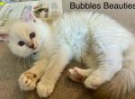 Parker - Ragdoll Kitten For Sale - Naperville, IL, US