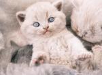 Simba - British Shorthair Kitten For Sale - Vancouver, WA, US